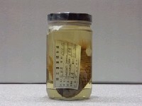 藏品(松毬魚)的圖片